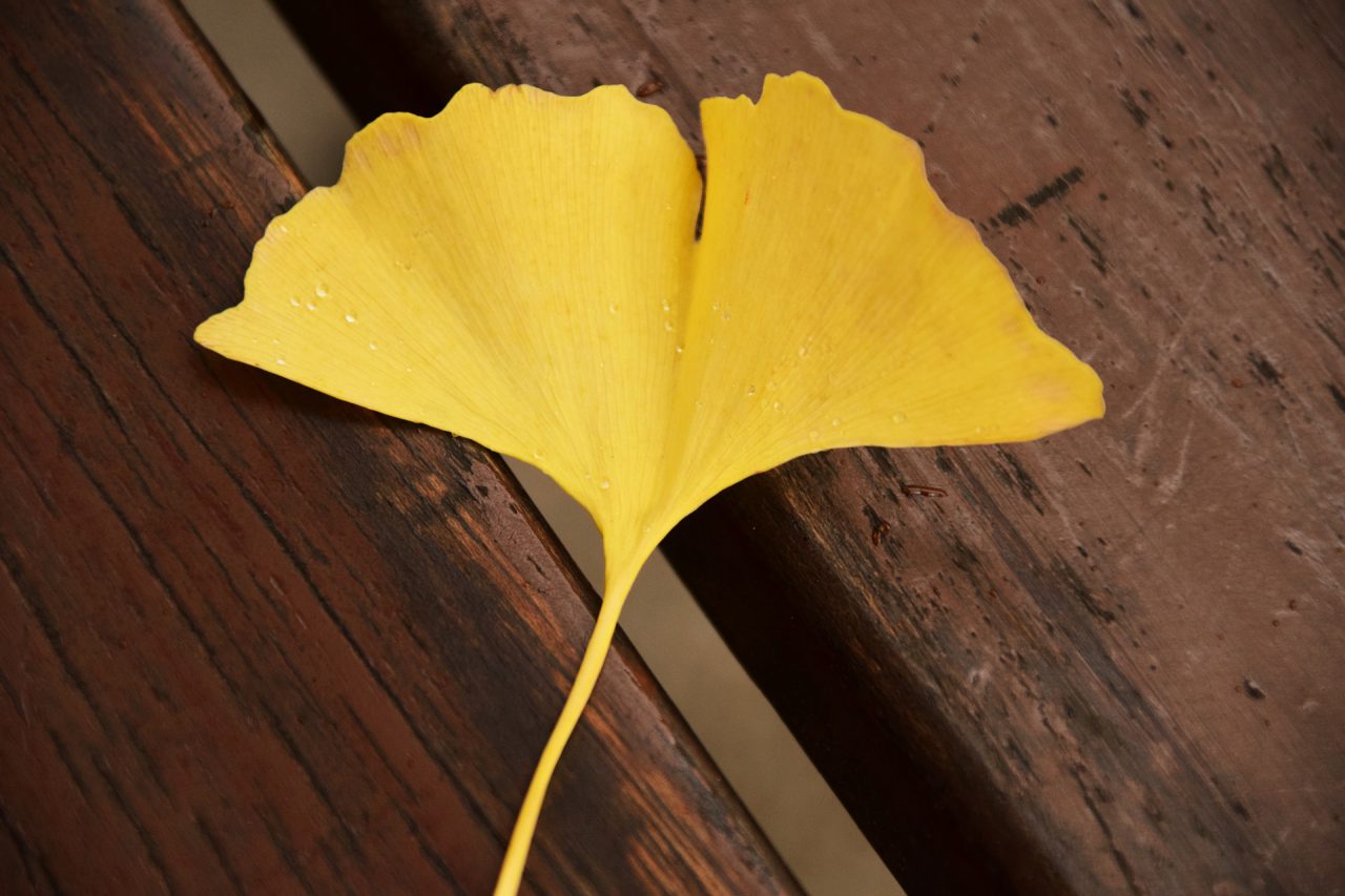Hoja amarilla del Ginkgo Biloba